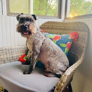 Meet your Posher, Gus